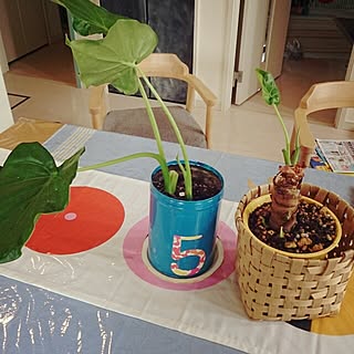 リメ缶 復活クワズイモのインテリア実例 Roomclip ルームクリップ