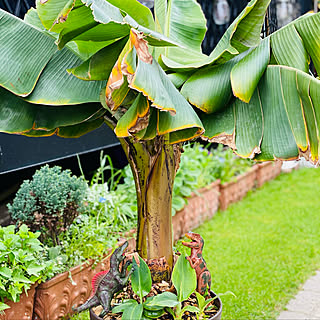 モンキーバナナの木のインテリア実例 Roomclip ルームクリップ