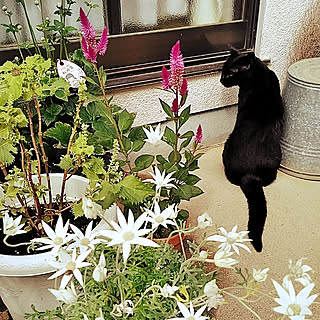 フランネルフラワー天使のウィンクのインテリア実例 Roomclip ルームクリップ