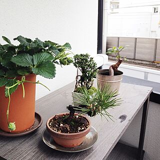 ベランダ 盆栽棚のインテリア実例 Roomclip ルームクリップ