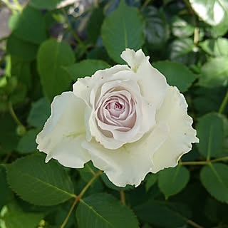 バラ ガブリエルのおしゃれなアレンジ 飾り方のインテリア実例 Roomclip ルームクリップ