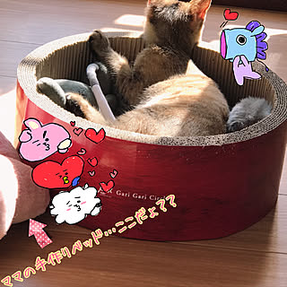 ダイソー 猫ベッド手作りのインテリア実例 Roomclip ルームクリップ