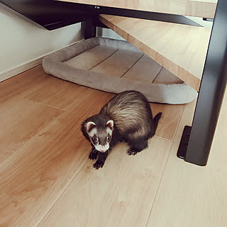 マイホーム記録/モダン/マイホーム/注文住宅/新築一戸建て...などのインテリア実例 - 2020-02-24 19:09:54