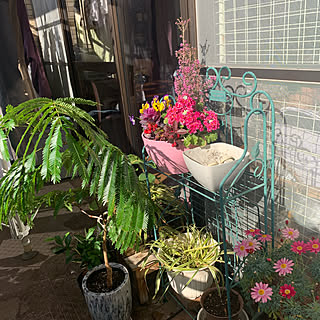 シーグレープ 観葉植物のある暮らしのインテリア実例 Roomclip ルームクリップ