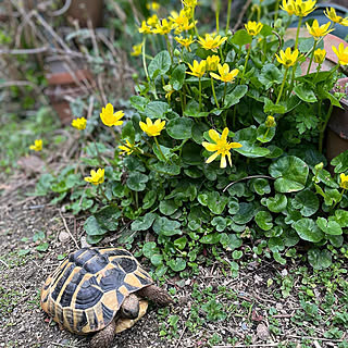 玄関 入り口 リクガメのインテリア実例 Roomclip ルームクリップ