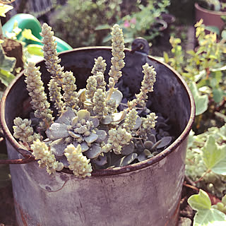 子持ち蓮華の花のインテリア実例 Roomclip ルームクリップ