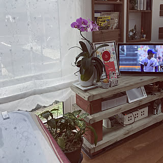 壁/天井/かるかるブリック/ニトリのフェイクグリーン/猫の万年カレンダー/蘭の花♡*.゚...などのインテリア実例 - 2017-08-16 16:05:14