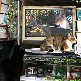 部屋全体/ねこ部/猫/ぺこる/ぱるる...などのインテリア実例 - 2018-02-02 07:54:06