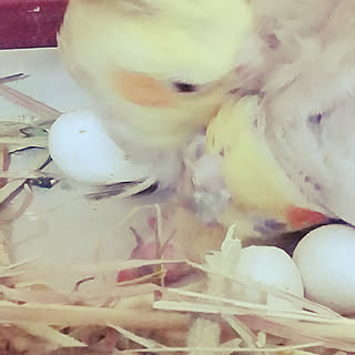 ベッド周り/応援ありがとうございました。/懺悔です/オカメルーム クリップ/苦手な方ごめんなさいのインテリア実例 - 2018-06-30 11:44:15
