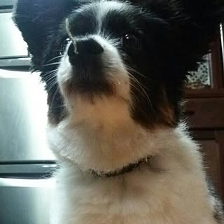 リビング/ぬこ/猫化する犬/ぽて犬部/洗っても小さくならない種族...などのインテリア実例 - 2016-05-22 05:33:54