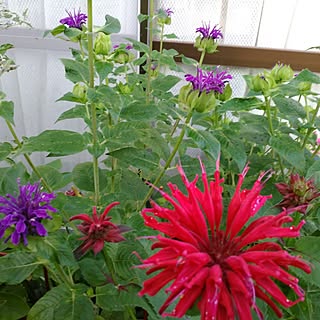 花壇 モナルダのインテリア実例 Roomclip ルームクリップ