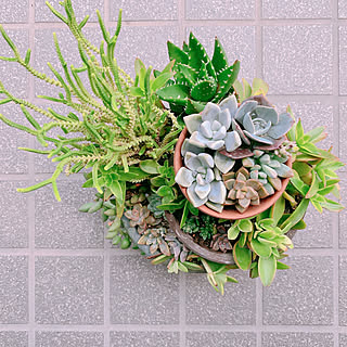 多肉植物 ブロークンポットガーデンのインテリア実例 Roomclip ルームクリップ 多肉植物 ブロークンポットガーデンのインテリア実例 Roomclip ルームクリップ