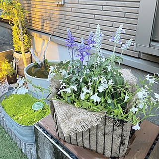 寄せ植え ブルーサルビアのインテリア実例 Roomclip ルームクリップ