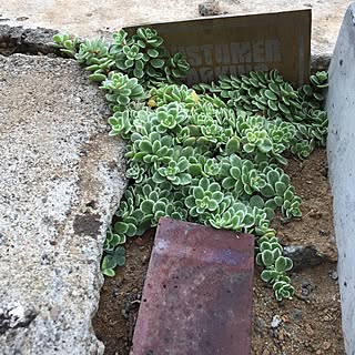 芝生 セダムのおしゃれなアレンジ 飾り方のインテリア実例 Roomclip ルームクリップ