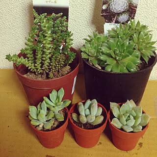 寄せ植え ファンクイーンのインテリア実例 Roomclip ルームクリップ