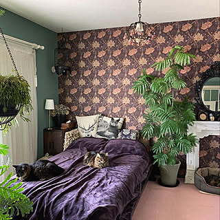 観葉植物 色壁紙のインテリア実例 Roomclip ルームクリップ 観葉植物 色壁紙のインテリア実例 Roomclip ルームクリップ