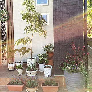 アンデスの乙女のインテリア実例 Roomclip ルームクリップ