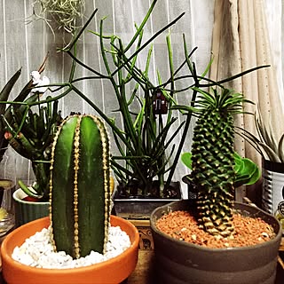 リビング/いつもいいねやコメントありがとう♡♪/フォロワーさん200人超えました♡/いいね、フォロー本当に感謝です♡/いいね！押し逃げばかりでごめんなさい。...などのインテリア実例 - 2017-05-27 21:55:58