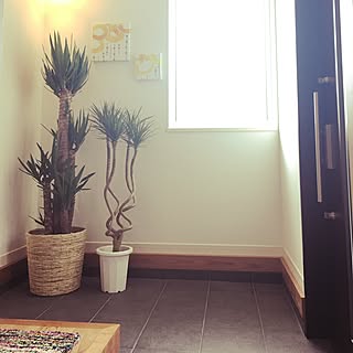 玄関 入り口 ユッカエレファンティペスのインテリア実例 Roomclip ルームクリップ