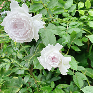 バラ ガブリエルのおしゃれなアレンジ 飾り方のインテリア実例 Roomclip ルームクリップ