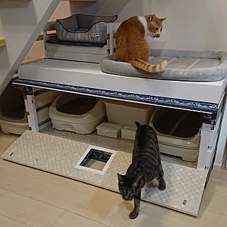 猫用トイレのインテリア実例 Roomclip ルームクリップ