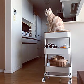 ねこ キッチンワゴンのインテリア実例 Roomclip ルームクリップ