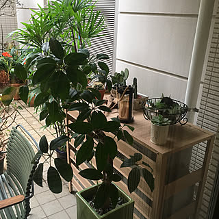 観葉植物 剪定のおしゃれなアレンジ 飾り方のインテリア実例 Roomclip ルームクリップ