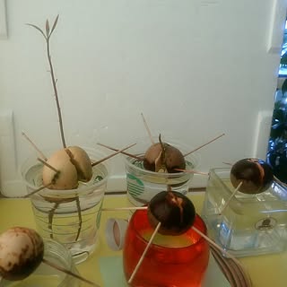 植物のある暮らし/感謝(^_^)v/最後まで愛する/お気遣いに感謝/いいね!押し逃げばかりでごめんなさい。...などのインテリア実例 - 2017-07-17 08:16:44