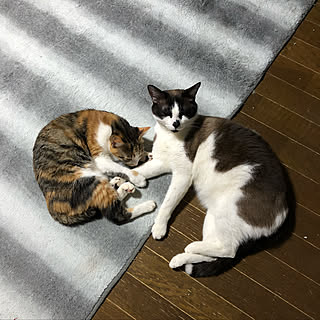 部屋全体/ニコル/カインズホームのマット/ねこ部/猫...などのインテリア実例 - 2018-03-07 07:51:58