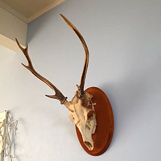 鹿 角のインテリア実例 Roomclip ルームクリップ