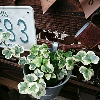 ヘデラ 雪ほたるのインテリア実例 Roomclip ルームクリップ