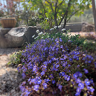 部屋全体 ベロニカオックスフォードブルーのインテリア実例 Roomclip ルームクリップ 部屋全体 ベロニカオックスフォードブルーのインテリア実例 Roomclip ルームクリップ