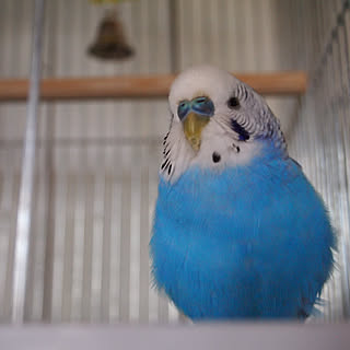 部屋全体/自己満足( ̄^ ̄)ゞ/賃貸でも楽しく♪/いいね!ありがとうございます♪/フォロワー様に感謝です !...などのインテリア実例 - 2017-10-28 22:03:15