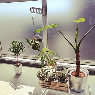 観葉植物 インディアンアーモンドのインテリア実例 Roomclip ルームクリップ