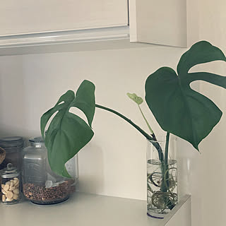 モンステラ水耕栽培のインテリア実例 Roomclip ルームクリップ