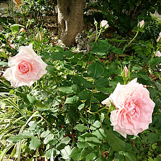 庭/ガーデニング/メルヘン/ブライダルピンク/薔薇...などのインテリア実例 - 2018-05-06 16:22:07