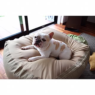 犬をダメにするソファーのインテリア実例 Roomclip ルームクリップ