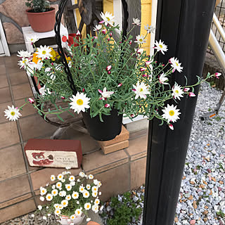 花かんざし/ペーパーカスケード/ベリンディ/花のある暮らし/『RCカントリー倶楽部☆』...などのインテリア実例 - 2019-03-20 16:09:13