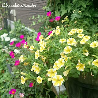 玄関/入り口/お花のある暮らし/いいね&コメントいつもアリガトウ♡/フォローして頂きありがとうございます!/RCでの素敵な出逢いに感謝❤...などのインテリア実例 - 2017-07-07 12:37:41