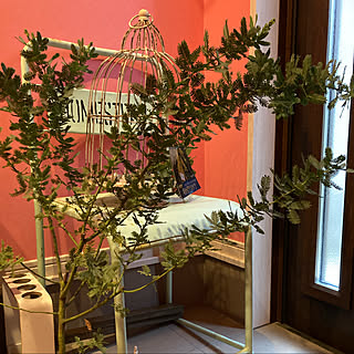 ミモザの鉢植えのインテリア実例 Roomclip ルームクリップ ミモザの鉢植えのインテリア実例 Roomclip ルームクリップ