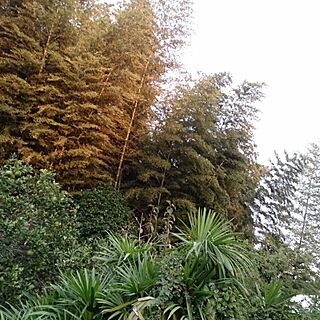 ♥お庭♥/庭という名のジャングル๑๑๑のインテリア実例 - 2013-10-26 05:05:23