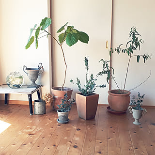 部屋全体/2019.3.9/NO GREEN NO LIFE/お迎えしたい花がいっぱいです/ありがとう❤...などのインテリア実例 - 2019-03-09 11:50:36