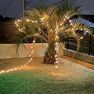ヤシの木 イルミネーション