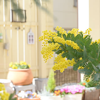 ミモザ/庭/テラス/癒し/お花...などのインテリア実例 - 2020-02-24 15:21:10