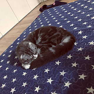 やんちゃな猫のインテリア実例 ｜ RoomClip（ルームクリップ）