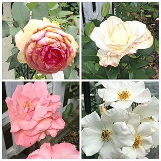 玄関/入り口/ガーデニング/薔薇/庭/バラ...などのインテリア実例 - 2017-07-03 11:08:00