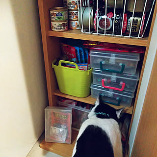 またたびのインテリア実例 ｜ RoomClip（ルームクリップ）