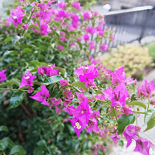玄関/入り口/ガーデニング大好き♪/ブーゲンビリアの花びら/久しぶりのお庭のpic/RC の出会いに感謝!...などのインテリア実例 - 2019-12-17 23:38:16