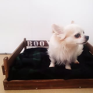 ベッド周り/チワワ ベッドのインテリア実例 - 2016-06-08 19:13:09