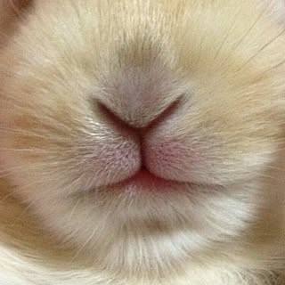 フォロワーさん200人、感謝♡/インテリアじゃなくてスミマセン(^-^;/棚じゃないですm(_ _)m/ネザーランドドワーフ/うさぎ...などのインテリア実例 - 2015-04-17 22:23:15